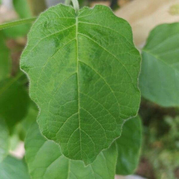 Solanum abutiloides Blad