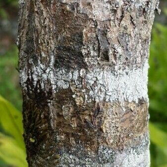 Phyllanthus casticum Bark