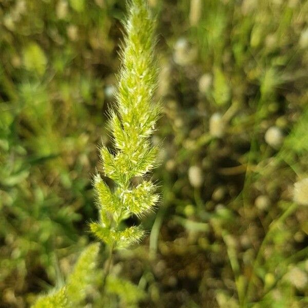 Trisetaria panicea Blomma