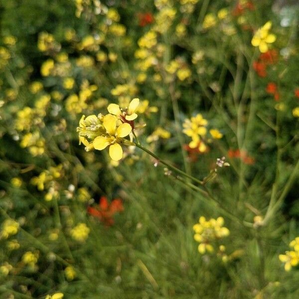 Rapistrum rugosum Blüte