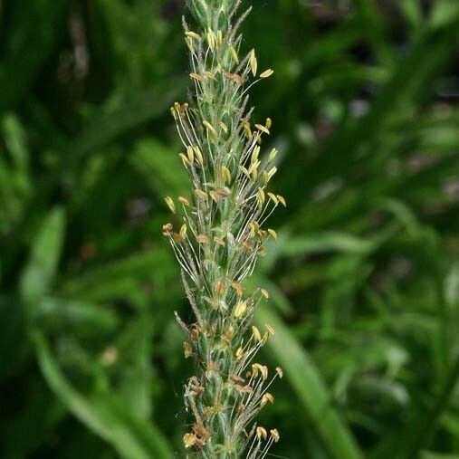 Plantago weldenii Floare