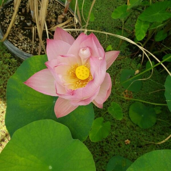 Nelumbo nucifera ᱵᱟᱦᱟ