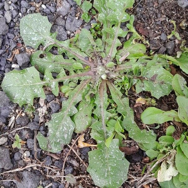 Crepis sancta Feuille