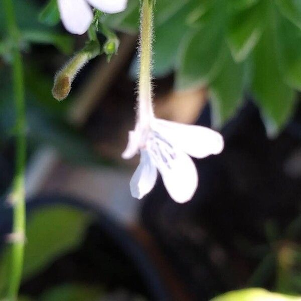 Rhinacanthus nasutus Kukka