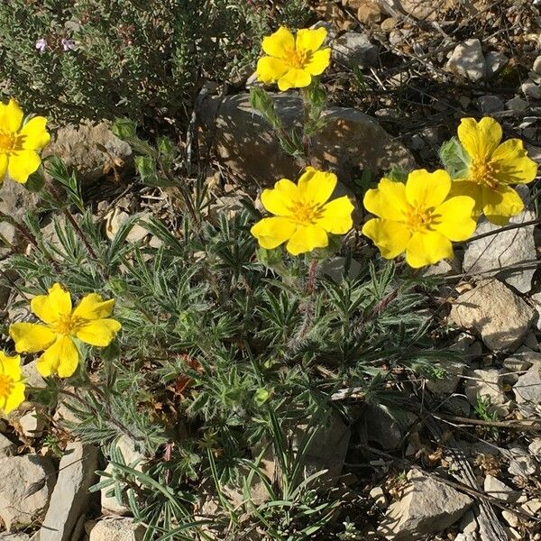 Potentilla hirta Агульны выгляд