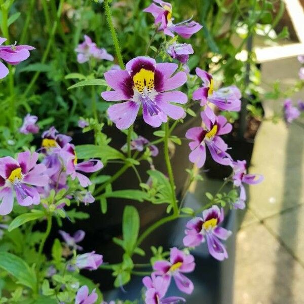 Schizanthus pinnatus പുഷ്പം