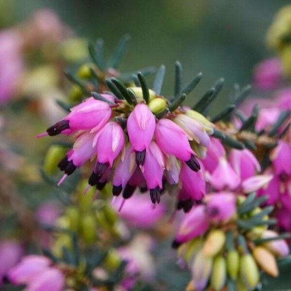 Erica carnea Övriga