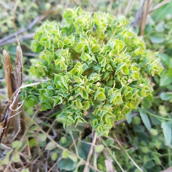 Euphorbia falcata その他の提案