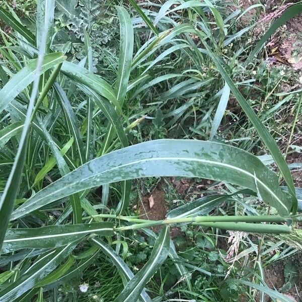 Sorghum halepense Fulla