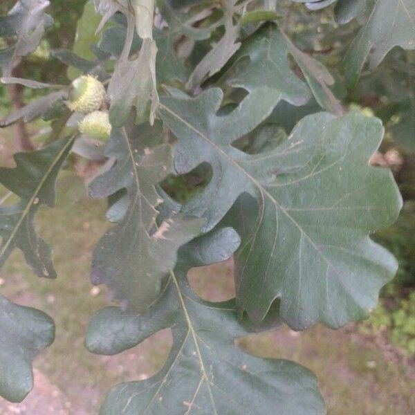 Quercus macrocarpa Leaf