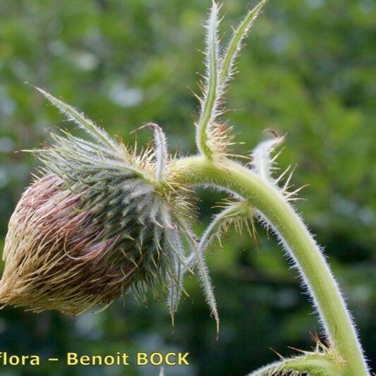 Cirsium carniolicum Frucht