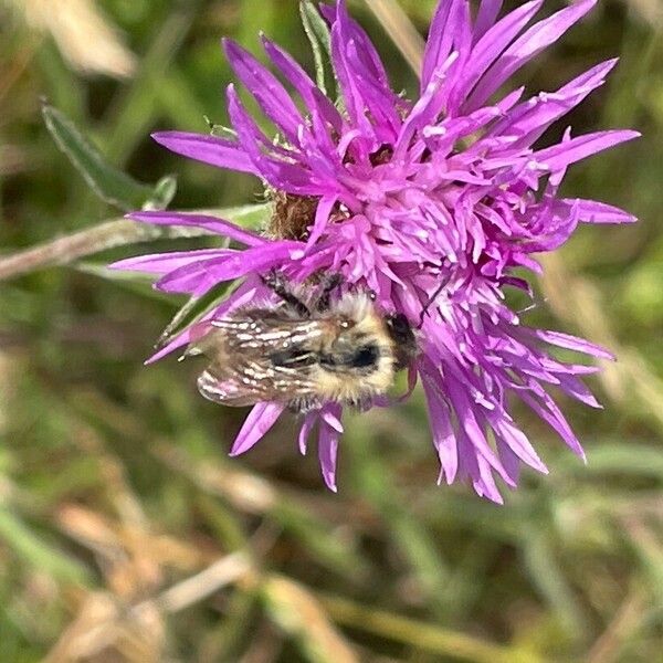 Centaurea nigra Flower