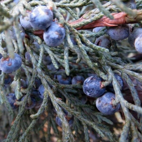 Cupressus arizonica Fruit