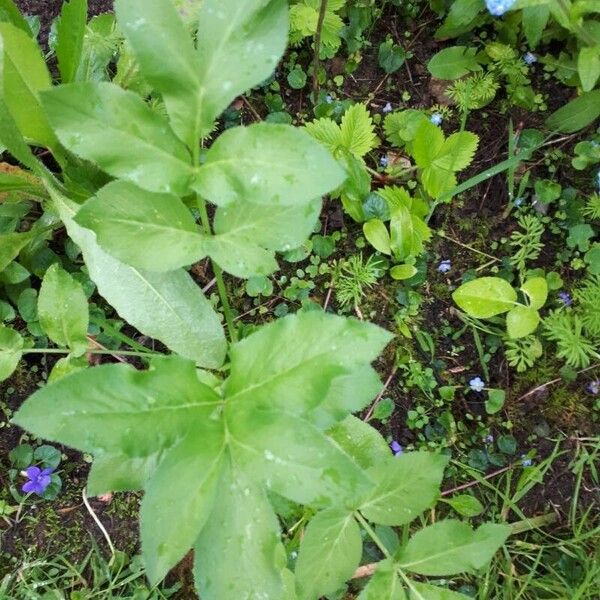 Angelica archangelica Floare