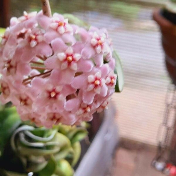 Hoya carnosa Blodyn