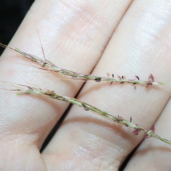 Bothriochloa bladhii Fleur