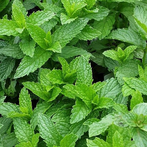 Mentha arvensis Tervik taim