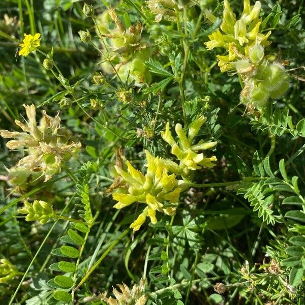 Astragalus cicer ᱵᱟᱦᱟ