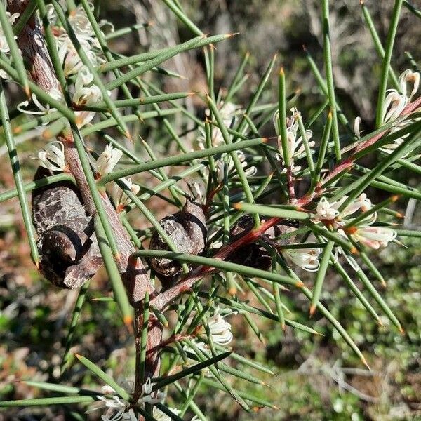 Hakea sericea पत्ता