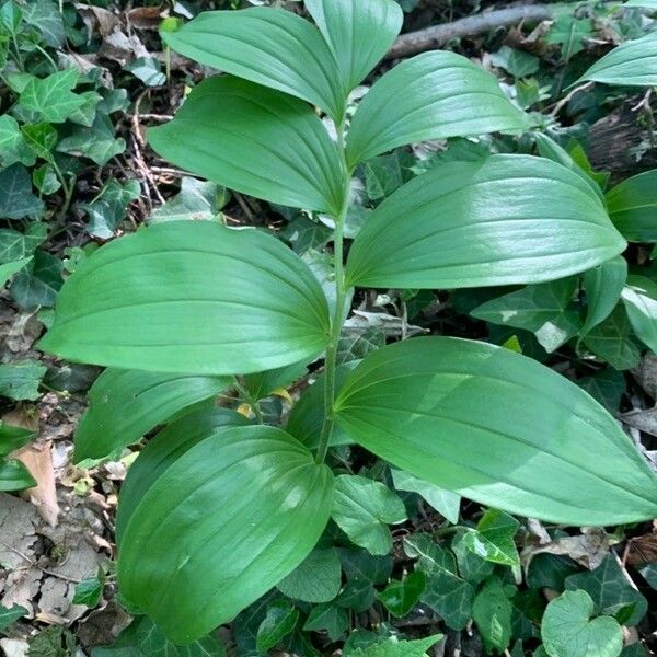 Streptopus amplexifolius Blatt