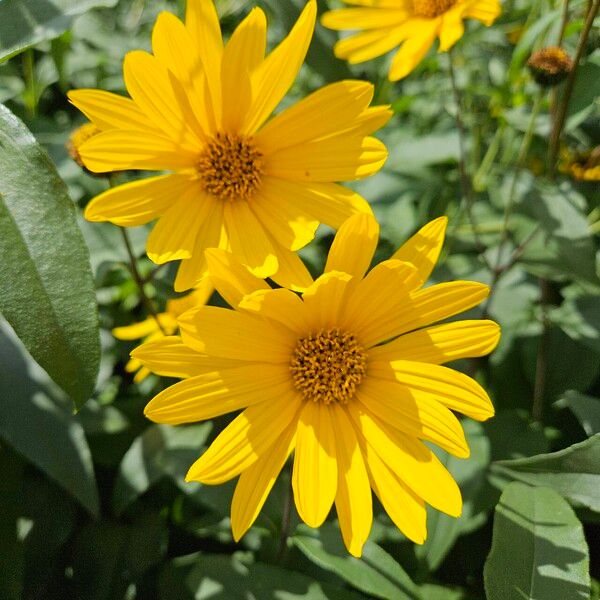 Helianthus × laetiflorus Blomma