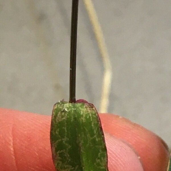 Digitaria sanguinalis Leaf