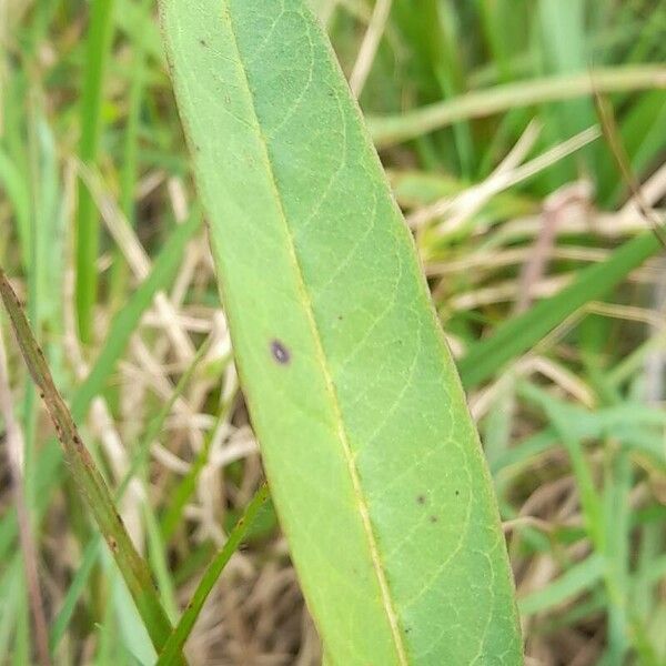 Asclepias curassavica Leaf