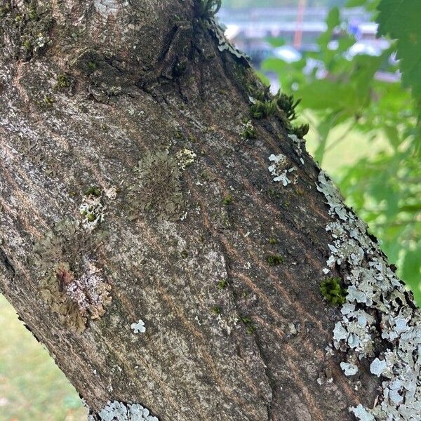 Acer tataricum Habitatea