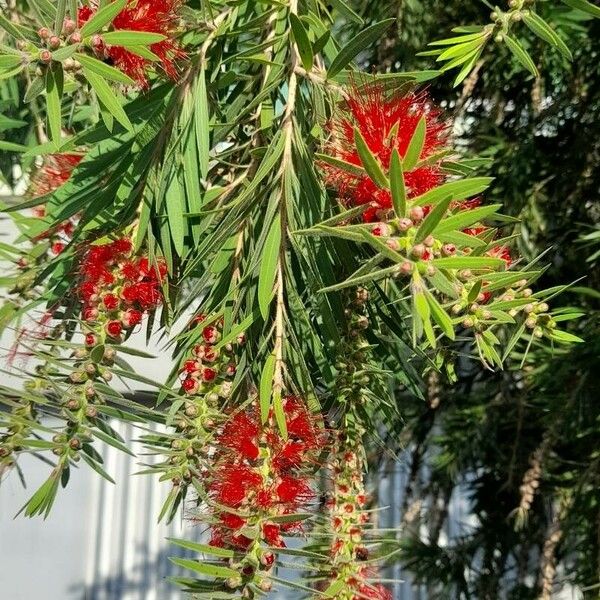 Melaleuca viminalis Floro