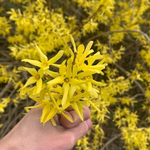 Forsythia suspensa Flor