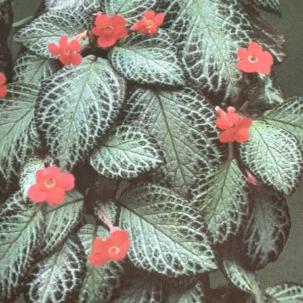 Episcia cupreata Žiedas