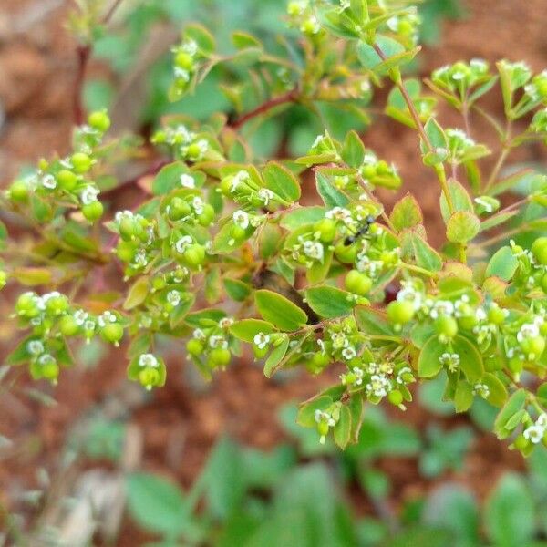 Euphorbia hyssopifolia Leaf