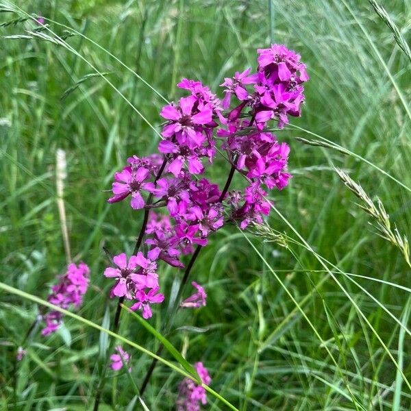 Viscaria vulgaris Blüte