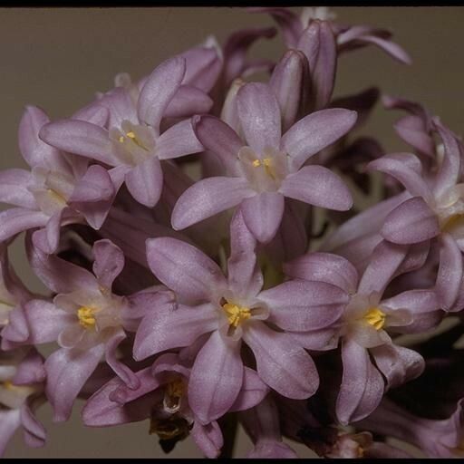 Dichelostemma multiflorum Other