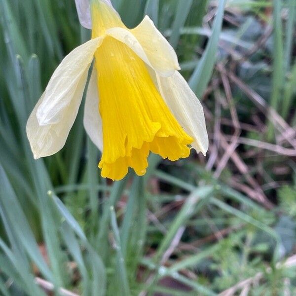 Narcissus bicolor Blomma