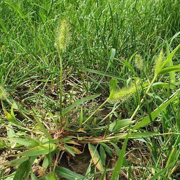 Setaria pumila Flower