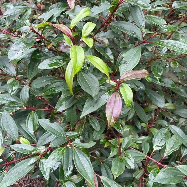 Viburnum davidi Foglia