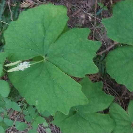 Achlys triphylla Casca