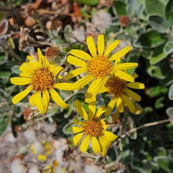 Brachyglottis greyi Flor