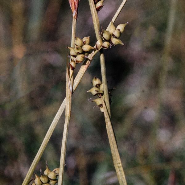 Carex vaginata 花