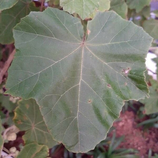 Phymosia umbellata Leaf
