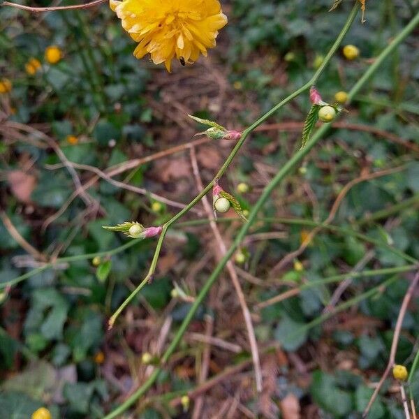 Kerria japonica Kaarna