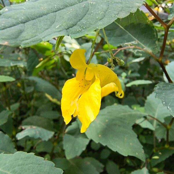 Impatiens noli-tangere Kwiat