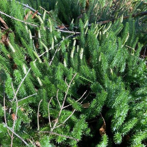 Lycopodium annotinum Deilen