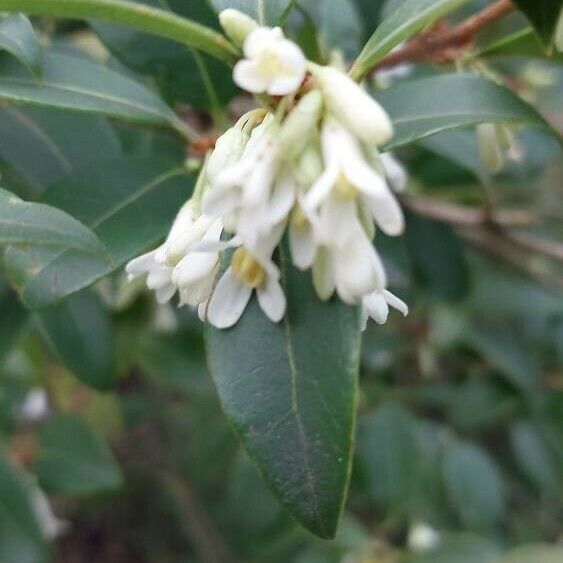 Osmanthus × burkwoodii 花