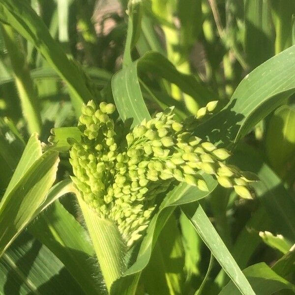 Panicum miliaceum Frucht