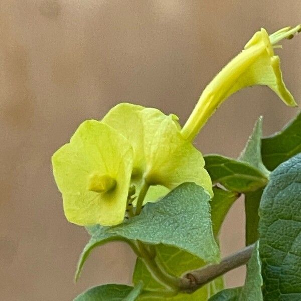 Holmskioldia sanguinea പുഷ്പം