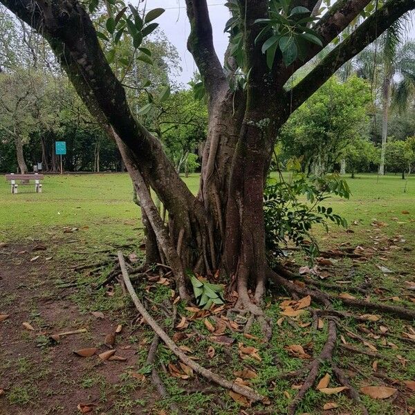 Ficus elastica Koor