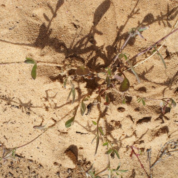 Anthyllis lotoides Pokrój
