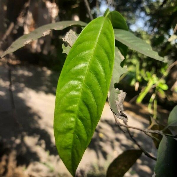 Ixora chinensis Leaf